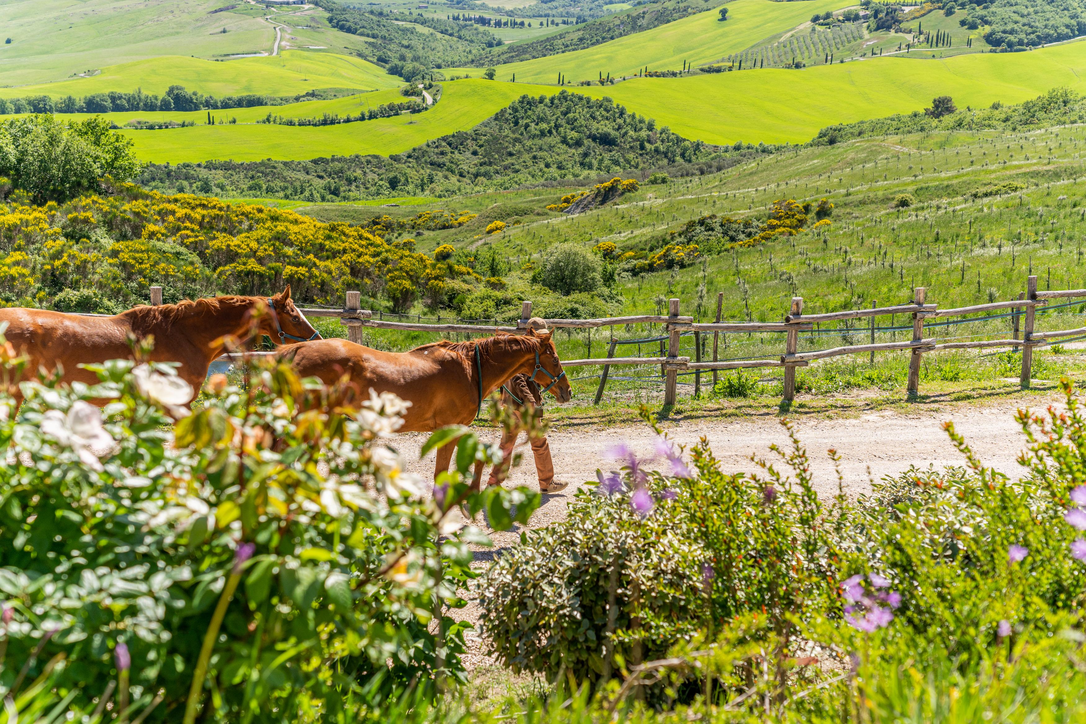 Podere Val D'Orcia - Tuscany Equestrian ซาร์เตอาโน ภายนอก รูปภาพ